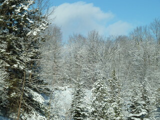 snow covered trees