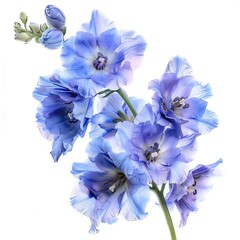 Delphinium Flower Isolated on White Background