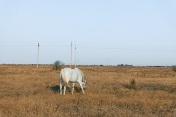 Obraz premium Majestic white horse peacefully grazing in open field under towering power lines