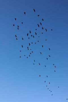 Flock of birds flying in the sky