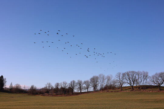 Flock of birds flying in the sky above a field