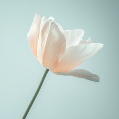 Obraz premium Close Up Shot of Single Pastel Colored Flower Against Soft Background