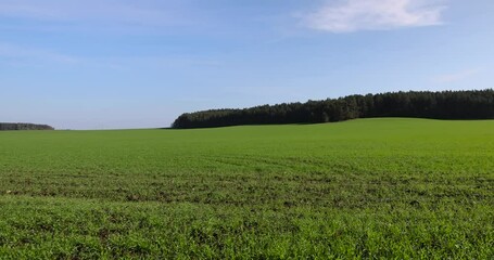 green wheat hybrid with frost resistance, hybrid wheat planted for winter to obtain an early harvest of cereals in early summer