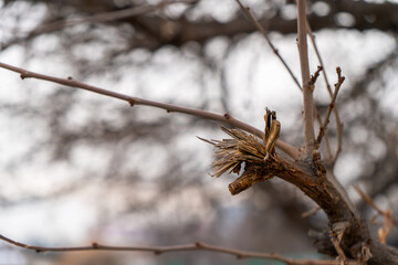 This close-up image captures a broken tree branch set against a soft, blurred winter landscape. The intricate details of the jagged wood fibers showcase the effects of natural decay and weathering. 