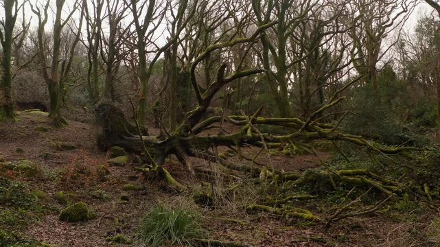 Damaged forest with uprooted tree trunks and branches scattered across ground, Barna Woods, Galway Ireland, aerial orbit