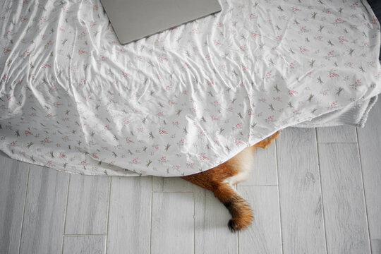 Dog tail under bed