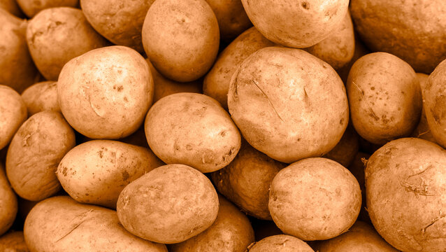 Freshly Harvested Brown Potatoes in Sepia Tones for 2025 Color Trends