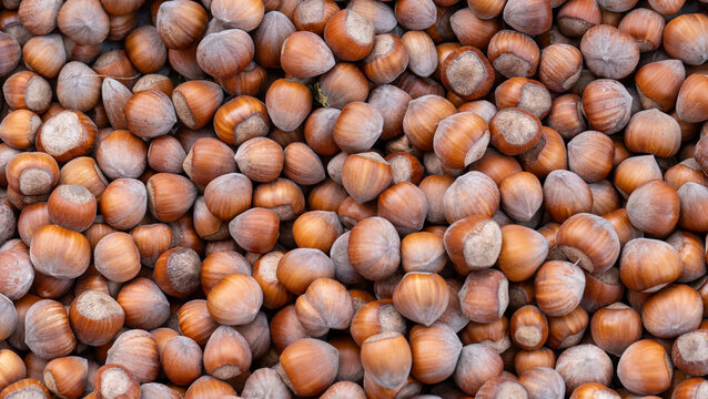 Fresh Hazelnuts In Shells With Mocha Brown Hues
