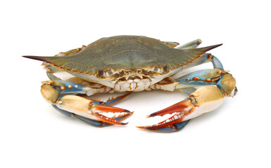 Blue Crab with white background