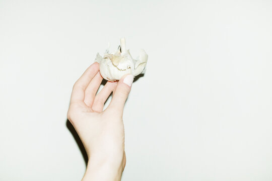 Hand holding a fresh garlic onion with hard direct flash