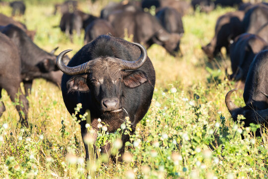 Herd Of African Buffalos At Chobe National Park, Botswana  