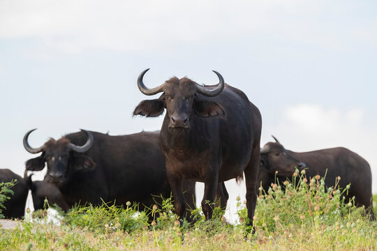 Herd Of Cape Buffalos At Chone National Park, Botswana  