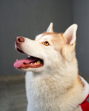 Husky dog portrait