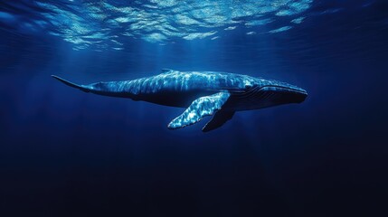 Fototapeta premium Majestic Blue Whale Gracefully Swimming Underwater in Deep Ocean, Showcasing Its Incredible Size and Beauty Amidst Stunning Blue Water Environment