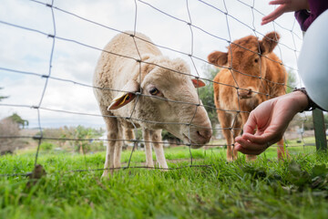 Farmer feeding sheep and cow through wire mesh fence on farm