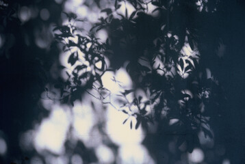 Slide film. Organic light, shadow leaves overlay on wall background