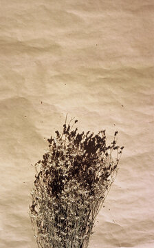 Reversal film. Dry flowers flat lay on brown paper. Neutral tones