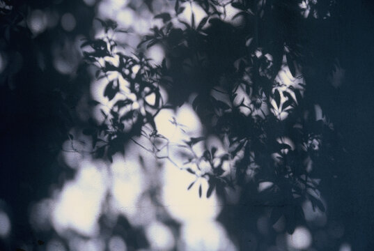 Slide film. Organic light, shadow leaves overlay on wall background