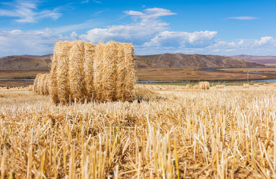 A rural scene with hay bales in a harvested field
