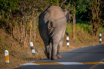 Elephants are large mammals and are the largest land animals. Wild elephants eat plants. They are big, have a small head, big legs, and have a trunk that reaches to the ground. That trunk is the nose.