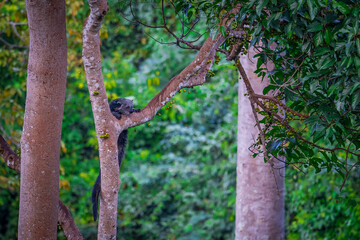 Binturong (Bear Cat) It belongs to the civet family. It has a large head, gray fur on the face, small round ears, a long body, and rough, black fur.