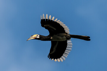 The bill and large hump are yellow. The face is black. The throat is white or yellowish-white. The body is black. The wings are black with a wide yellow stripe running down the middle of the wings.	