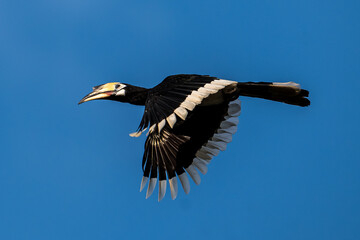 The bill and large hump are yellow. The face is black. The throat is white or yellowish-white. The body is black. The wings are black with a wide yellow stripe running down the middle of the wings.	