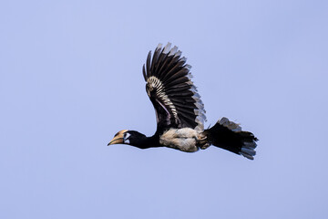 The bill and large hump are yellow. The face is black. The throat is white or yellowish-white. The body is black. The wings are black with a wide yellow stripe running down the middle of the wings.	