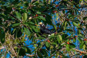 The bill and large hump are yellow. The face is black. The throat is white or yellowish-white. The body is black. The wings are black with a wide yellow stripe running down the middle of the wings.	