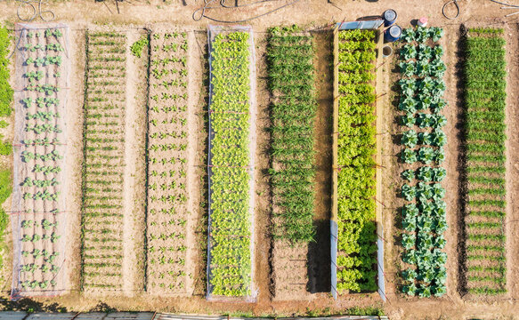 Aerial View of Neatly Arranged Vegetable Garden with Diverse Cro