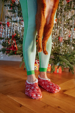 Cat being held by person in festive slippers near Christmas tree