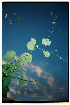 Vines rising to a bright blue sky at sunset 