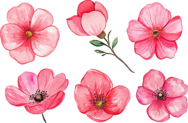 Fototapeta premium set of pink flowers