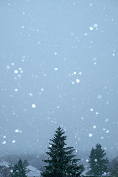 Laconic landscape with firs and heavy snowfall 