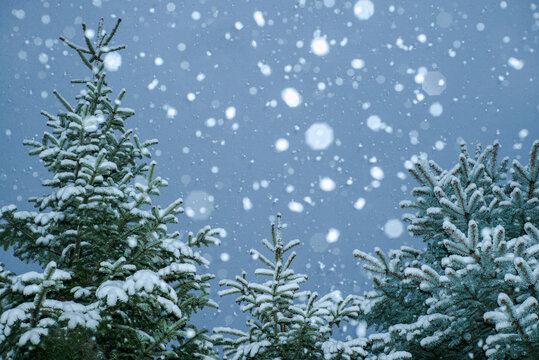 Laconic landscape with Christmas tree and heavy snowfall 