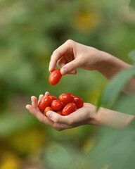 Freshly cherry tomatoes in garden in hands. Sweet mini plum shaped tomatoes. Harvested red tomatoes in green background. Organic farming, natural food, healthy eating concept. Ingredient. Copy space.