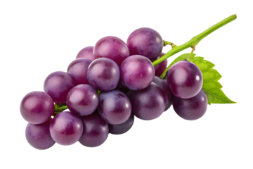 Fresh purple grape bunch with attached green leaf, healthy eating