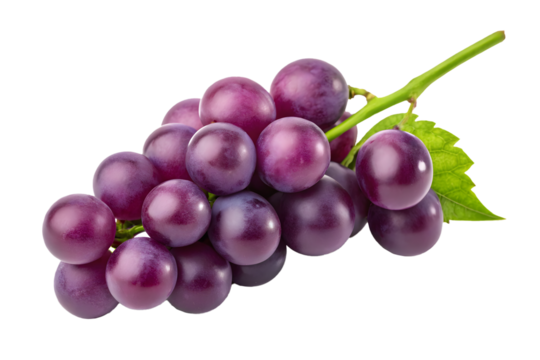 Fresh purple grape bunch with attached green leaf, healthy eating