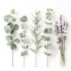 flowers and leaves in pictures illustrator2D