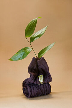 Unique plant arrangement featuring green leaves emerging from a sock