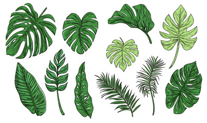 flowers and leaves in pictures illustrator2D