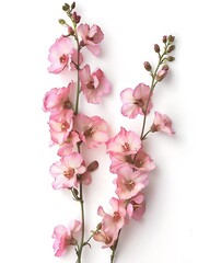 Obraz premium Pink Diascia Isolated on White Background. Beautiful Diascia Flower