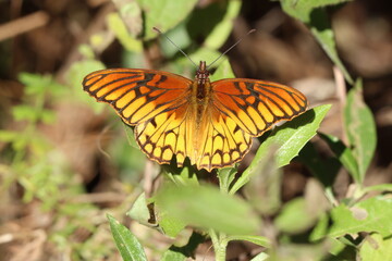 Mariposa Xilitla