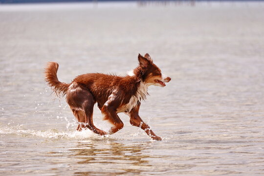 A brown and white dog is running in the water