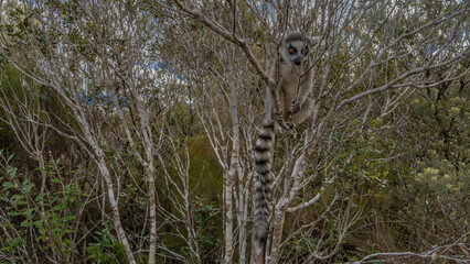 The ring-tailed lemur catta is sitting on a tree, holding onto branches with his paws, looking at the camera. Long striped tail, fluffy beige fur, large orange eyes. Madagascar.  Nosy Soa Park
