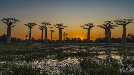 The famous avenue of baobabs at sunset. Silhouettes of giant trees against the evening orange sky....