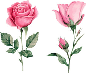 Fototapeta premium vector illustration of rose