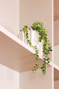 Minimalist ceramic vase with trailing plant on geometric shelf