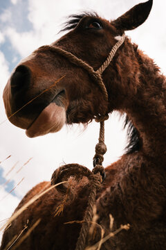 Close-Up of a Horse with Rope Halter