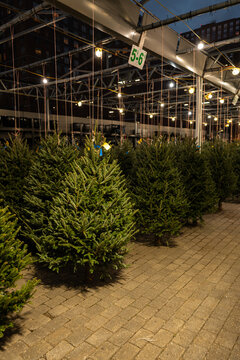 Christmas Tree Lot at Night